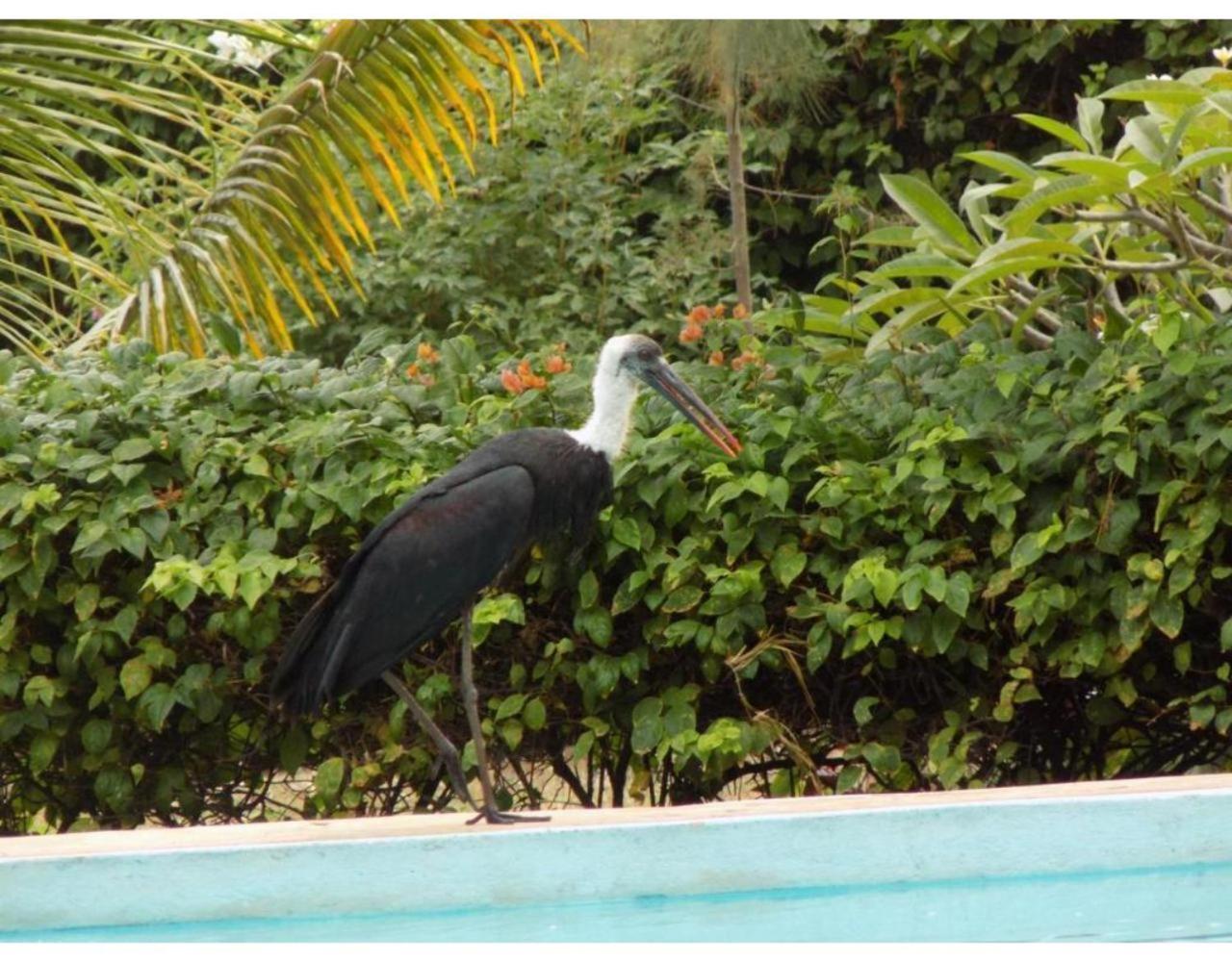 Eco Villas Watamu Exteriér fotografie
